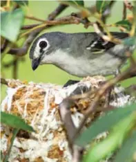  ??  ?? Plumbeous vireo