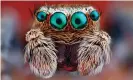  ?? Photograph: blickwinke­l/Alamy ?? Each of the jumping spider’s four pairs of eyes (situated on the front and on each side of the head) has a different task and Michael Land showed how the most acute of them detect prey and mates.