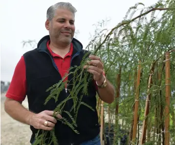  ?? Associated Press ?? ■ Chris Scott, sales manager at Altman Plants, shows a new kind of mesquite tree which has no thorns, grows straight and has more attractive foliage.