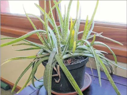  ?? LEE REICH VIA AP ?? Aloe is one of a number of houseplant­s that tolerate a lot of abuse, so are ideal for anyone who want some household greenery but lacks a green thumb.