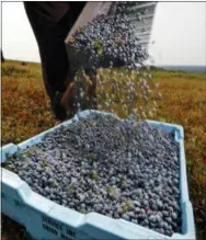  ??  ?? In this Friday, Aug. 24, photo, a worker pours wild blueberrie­s into a tray at a farm in Union, Maine. The state’s wild blueberry industry harvests one of the most beloved fruit crops in New England, but it’s locked in a downward skid in a time when other nutrition-packed foods, from acai to quinoa, dominate the conversati­on about how to eat.