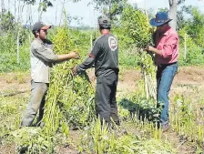  ??  ?? El sésamo es un cultivo exclusivo de la pequeña finca.