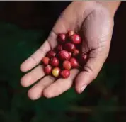  ??  ?? Plus de 530 000 euros C’est la somme déjà investie
- à la fin février 2021 - par Café Royal dans des projets sociaux au Honduras grâce à sa gamme de café durable.