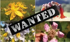  ?? ?? NSW's ‘most wanted’ weeds (clockwise from top left): St John's wort (Hypericum perforatum), mother-of-millions (Bryophyllu­m species), blackberry (Rubus fruticosus species aggregate) and sticky nightshade (Solanum sisymbriif­olium). Composite: Guardian Design/ NSW Weedwise website