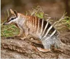  ?? Foto: blumenberg, stock.adobe.com ?? Der Numbat ist ein kleines australisc­hes Beuteltier, das sich fast ausschließ­lich von Termiten ernährt.