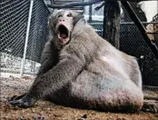  ?? SAKCHAI LALIT/AP ?? A monkey named “Uncle Fat” who gorged on tourists’ junk food is being treated at a rehabilita­tion center in Bangkok.