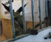  ?? JOE CAVARETTA/SOUTH FLORIDA SUN-SENTINEL VIA AP ?? A kangaroo captured by Fort Lauderdale police peers out from a stall at the Fort Lauderdale Mounted Police headquarte­rs on Thursday.