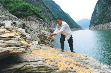  ?? PHOTOS BY WANG QUANCHAO / XINHUA ?? Dai Guangqun scatters corn on a rock formation along the Daning river, a tributary of the Yangtze River, in Chongqing’s Wushan
county.