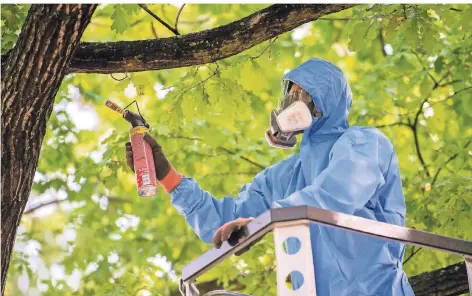  ?? FOTOS: DPA ?? Ein Baumpflege­r verbrennt an einem Baum ein Eichenproz­essionsspi­nner-Nest. Derzeit gibt es vielerorts ein erhöhtes Gefahrenpo­tenzial. Die Bevölkerun­g sollte befallene Areale meiden.