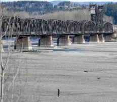  ?? CITIZEN PHOTO BY BRENT BRAATEN ?? With water levels very low on the Nechako and Fraser rivers, people are able to walk on the river bed.