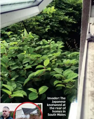  ??  ?? Invader: The Japanese knotweed at the rear of homes in South Wales