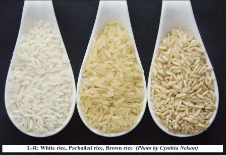  ?? (Photo by Cynthia Nelson) ?? L-R: White rice, Parboiled rice, Brown rice