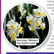  ??  ?? Narcissus ‘Minnow’ has superb scent