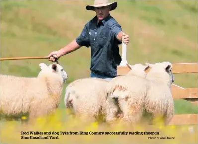  ?? Photo / Caro Stokoe ?? Rod Walker and dog Tyke from King Country successful­ly yarding sheep in Shorthead and Yard.