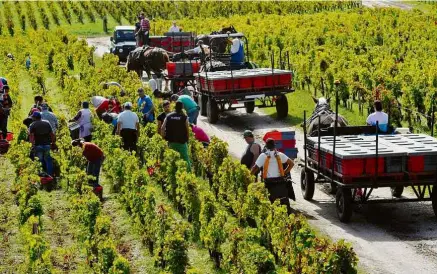  ?? Nádia Jung - 10.nov.17/Folhapress ?? Agricultor­es colhem uvas na região de Bordeaux, tradiciona­l produtora de vinhos da França