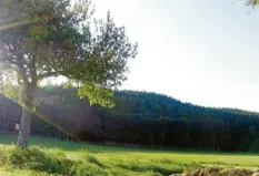  ?? Foto: Zita Schmid ?? Blick auf den Wald bei Bebenhause­n. Er ist Teil des Gemeindewa­ldes.
