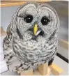  ?? KAWARTHA WILDLIFE CENTRE ?? Kawartha Wildlife Centre received community support to help save a barred owl after it flew into the side of a car.