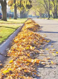  ?? GETTY IMAGES ?? Homeowners who spread yard leaves onto streets are liable to a $10,000 fine.