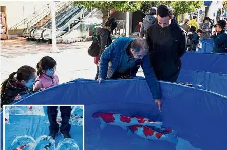  ?? — AFP ?? Making a splash: People looking at koi carp in a tank during a ‘nishikigoi (coloured carp) contest’ in Tokyo while (inset) koi carp being displayed in plastic bags during the contest.