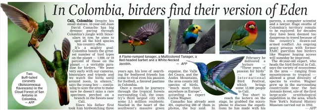  ?? — AFP AFP — AFP ?? Two Buff- tailed coronets ( Boissonnea­ua flavescens) in the Cloud Forest of San Antonio in Colombia. A Flame- rumped tanager, a Multicolor­ed Tanager, a Red- headed barbet and a White- Necked Jacobin. —