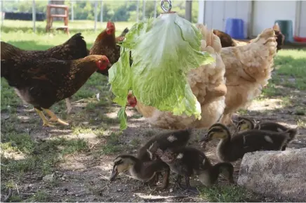  ??  ?? A hanging head of lettuce is a preferred treat activity for most flocks.