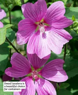  ?? ?? Dwarf lavatera is a beautiful choice for containers