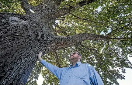  ?? PHOTO: DOUG FIELD/STUFF ?? Curator and archivist at Timaru Boys’ High School Memorial Library Jeff Elston with the Jack Lovelock oak tree in the grounds of the school.