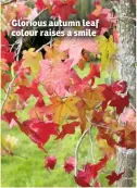  ??  ?? Glorious autumn leaf colour raises a smile