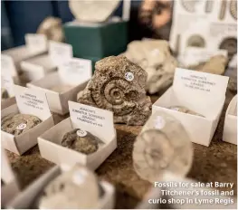  ??  ?? Fossils for sale at Barry Titchener’s fossil and curio shop in Lyme Regis