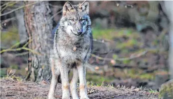  ?? FOTO: DPA/PATRICK PLEUL ?? Bauern und Behörden machen den Wolf für die Tötung zweier Kälber verantwort­lich und sehen dessen Tötung als einzige Lösung.