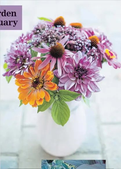  ?? THERESA FORTE ?? A therapeuti­c bouquet of dahlias, zinnias, coneflower­s and Brazilian verbena for my desk. Sprigs of lemon basil give a gentle, healing scent.