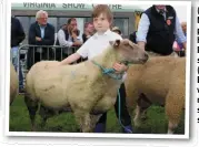  ??  ?? (above) Aisling McLoughlin prepares her horse Ballrobe Prince for showing; (left) Thomas Erickson (6) was among the many breeders showing their sheep