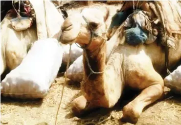  ??  ?? Camels ready for goods Photos: Rakiya A.Muhammad