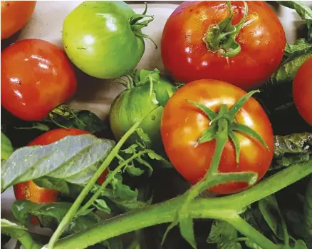  ??  ?? Oregon Spring, developed at Oregon State University, will produce incredibly early yields of oval tomatoes when planted outside a month before your last frost date and given no protection except on frosty nights, according to Territoria­l Seed Co.