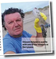  ??  ?? Vincent Hyland in aselfie with one of the stingers in Derrynane.