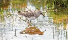  ?? Kathy Adams Clark / Contributo­r ?? Least sandpipers will show up in sizable numbers during autumn migration.