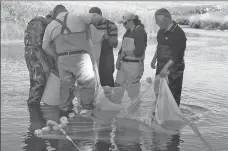  ?? Photo courtesy of SCCWS ?? Fieldworke­rs collect fish from a seine net at one of the sampling sites during the fish survey.