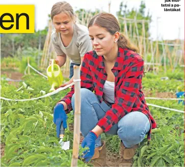  ?? ?? Ültetés Már elkezdhetj­ük elültetni a palántákat