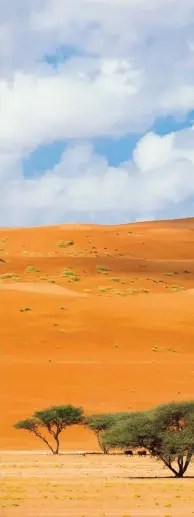  ??  ?? Près de l’oasis de Bidiyah, les dunes, orientées nord-sud dessinent des festons dorés contre le ciel, alors que les
wadis à acacias accueillen­t les campements bédouins
et leurs troupeaux.