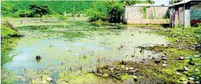  ??  ?? This body of murky water has made life hell for some residents of Alligator Pond in South Manchester.