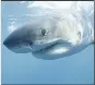  ?? ANDREW BRANDY CASAGRANDE DISCOVERY CHANNEL ?? A great white shark swims near Guadalupe Island off the coast of Mexico. Great whites and other species will be back as the Discovery Channel’s “Shark Week” returns tonight.