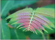  ?? GETTY IMAGES ?? Tree of heaven, an invasive from China, smells bad, poisons the surroundin­g soil and harbors insects that attack crops.