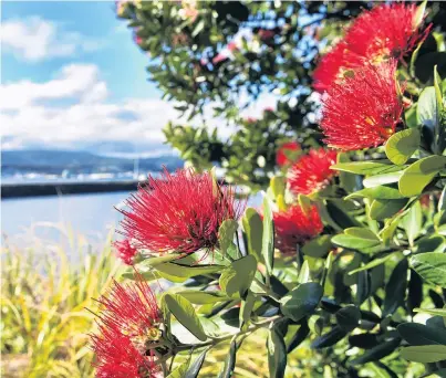  ?? PHOTO: PETER MCINTOSH ?? Early season’s greeting . . . A pohutukawa, known as New Zealand’s Christmas tree, blooms in sunny Shore St, in Andersons Bay, Dunedin, this week.