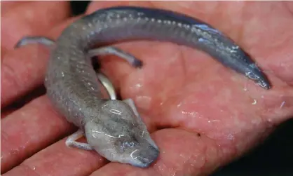  ?? ?? A Texas blind salamander, an endangered species. Photograph: Eric Gay/AP