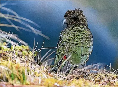  ?? PHOTO: BARRY HARCOURT/STUFF ?? Kea are in such decline that New Zealand’s current bird of the year has been upgraded to endangered status.