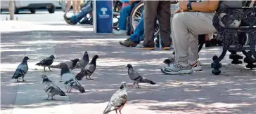  ?? /ANTONIO MELÉNDEZ ?? Se cree que la enfermedad que afecta a las palomas no representa riesgos para los humanos