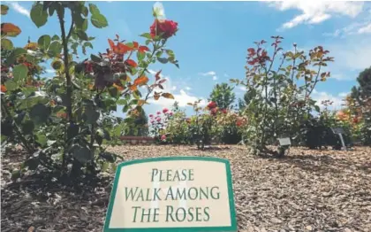  ?? Denver Post file ?? A sign encourages visitors to walk among the roses at the colorful Hudson Gardens & Events Center in Littleton.