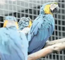  ??  ?? SOME of the birds thriving at the Umgeni River Bird Park will be sold off as the park has exceeded the carrying capacity. |