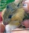  ?? U.S. FISH AND WILDLIFE FILE PHOTO ?? Environmen­talists say hundreds of grazing violations in Lincoln National Forest have pushed the endangered New Mexico meadow jumping mouse closer to extinction.