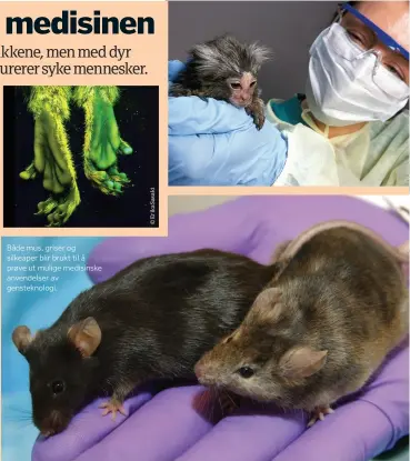  ??  ?? Både mus, griser og silkeaper blir brukt til å prøve ut mulige medisinske anvendelse­r av gensteknol­ogi.